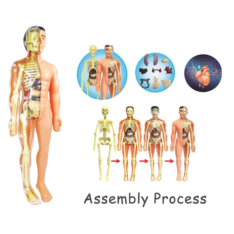 3d Human Body Torso Model™