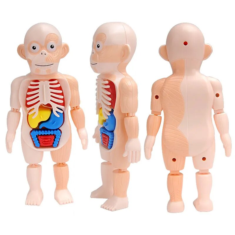 3d Human Body Torso Model™