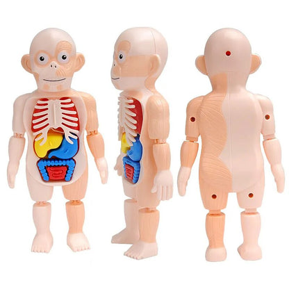 3d Human Body Torso Model™