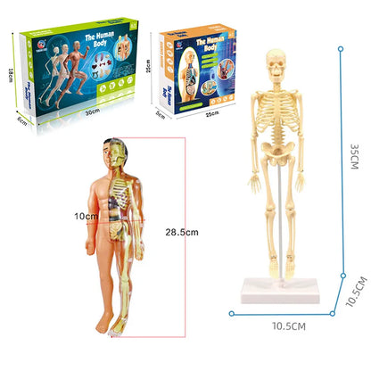 3d Human Body Torso Model™