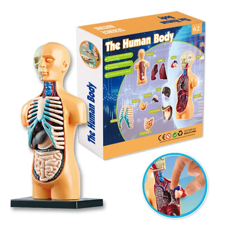 3d Human Body Torso Model™