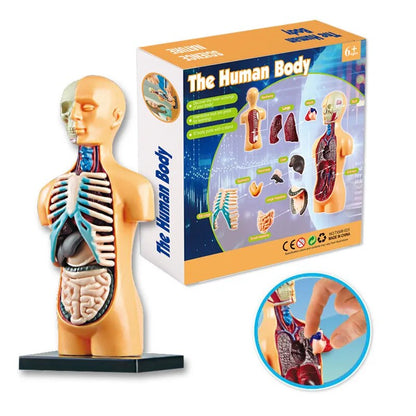 3d Human Body Torso Model™